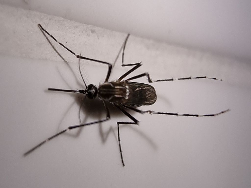 Dengue Mosquitoes (Aedes aegypti) 